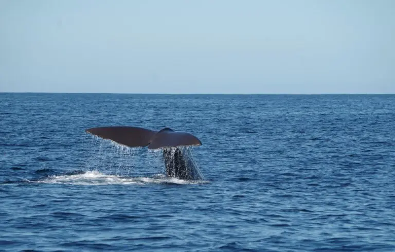 walvissen in de zee in sri lanka