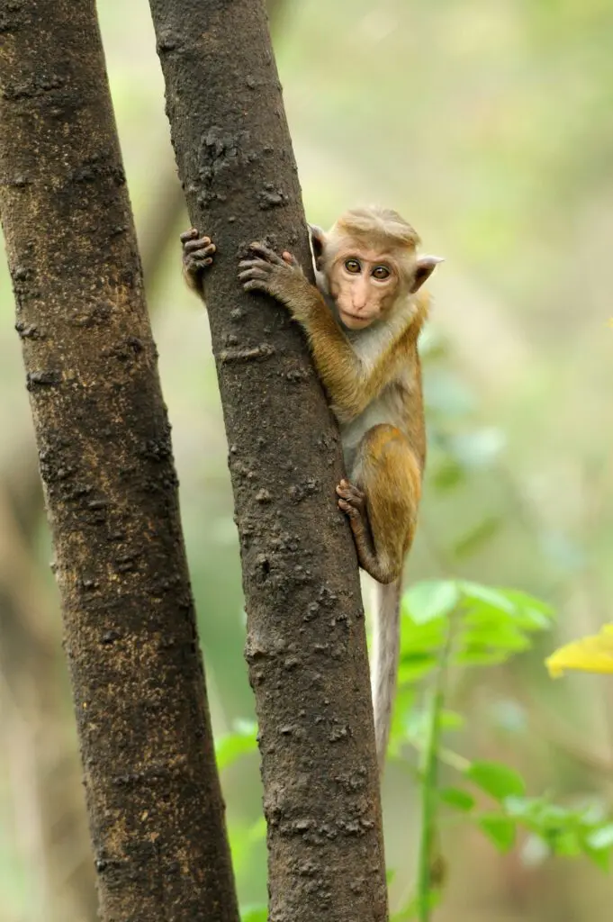 monkey sri lanka, natuur sri lanka