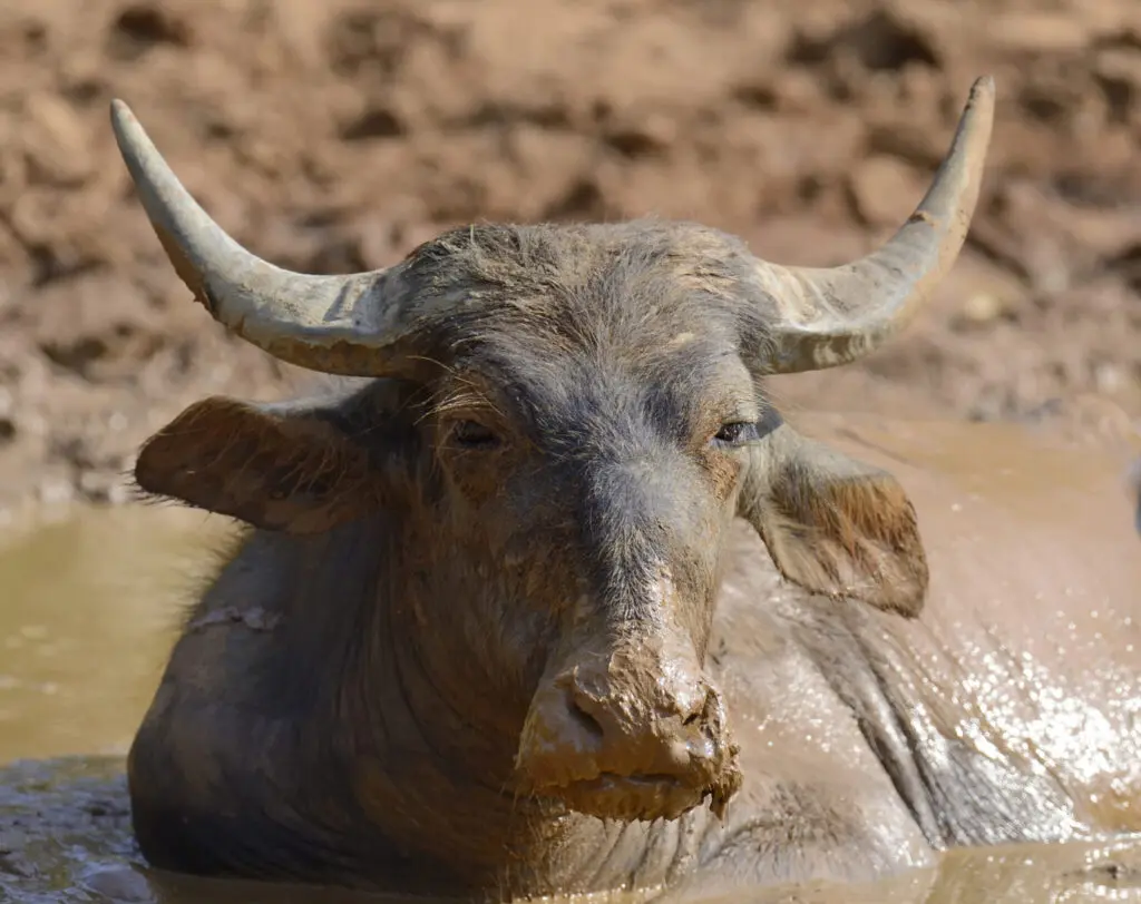 waterbuffalo, sri lanka, yala national park