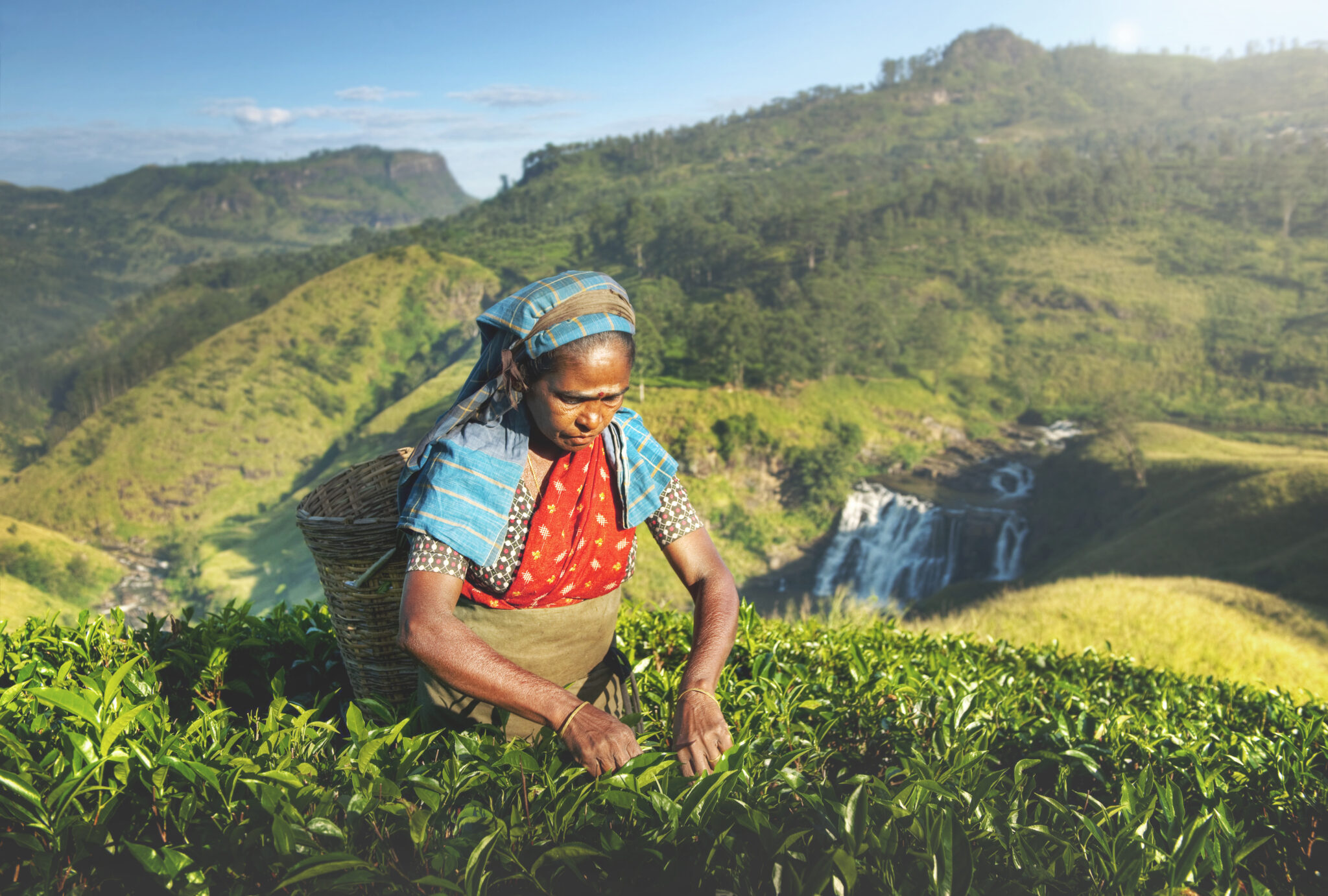 Sri Lankan Tea Picker, plantages in sri lanka